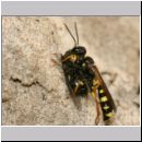 Mellinus arvensis - Kotwespe w36a 14mm mit Fliege.jpg